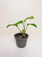 Baby monstera adansonii mint, rare monstera, kamerplantje, Overige soorten, In pot, Minder dan 100 cm, Groene kamerplant