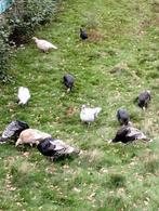 Kalkoenen, Dieren en Toebehoren, Pluimvee, Meerdere dieren, Kalkoen