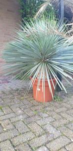 Yucca Rostrata met stam Diameter 1.20 m Stam alleen 25 cm ho, Tuin en Terras, Planten | Tuinplanten, Halfschaduw, Zomer, Overige soorten
