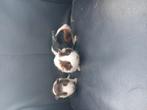 Cavia's, Dieren en Toebehoren, Knaagdieren, Cavia, Augustus, Meerdere dieren, Tam
