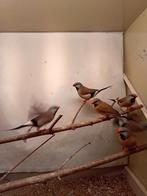 Meerdere soorten vogels tekoop, Dieren en Toebehoren, Vogels | Overige Vogels