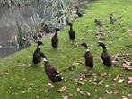 4 stuks Loopeend kuikens, Indische loopeenden, eendjes, Dieren en Toebehoren, Pluimvee, Geslacht onbekend, Eend