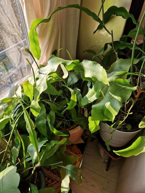Epiphyllum oxypetalum stekje koningin der nacht cactus plant, Huis en Inrichting, Kamerplanten, Overige soorten, Minder dan 100 cm