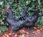 ayam cemani - kippen met magische krachten, Meerdere dieren