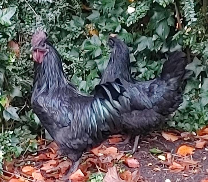 ayam cemani - kippen met magische krachten, Dieren en Toebehoren, Vogels | Overige Vogels, Meerdere dieren