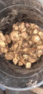 aardperen  om te eten of te planten voor oogst 2026, Ophalen, Volle zon, Knol