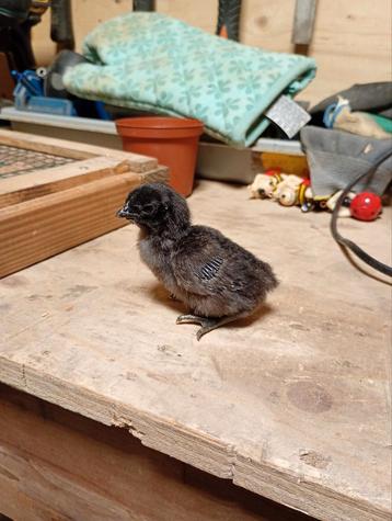 Ayam cemani kuikens beschikbaar voor biedingen
