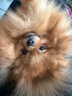 3 pomeriaans pups, Dieren en Toebehoren, 15 weken tot 1 jaar, Meerdere, Meerdere dieren, Nederland
