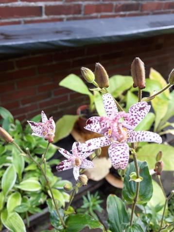 Tricytris, paddenlelie beschikbaar voor biedingen