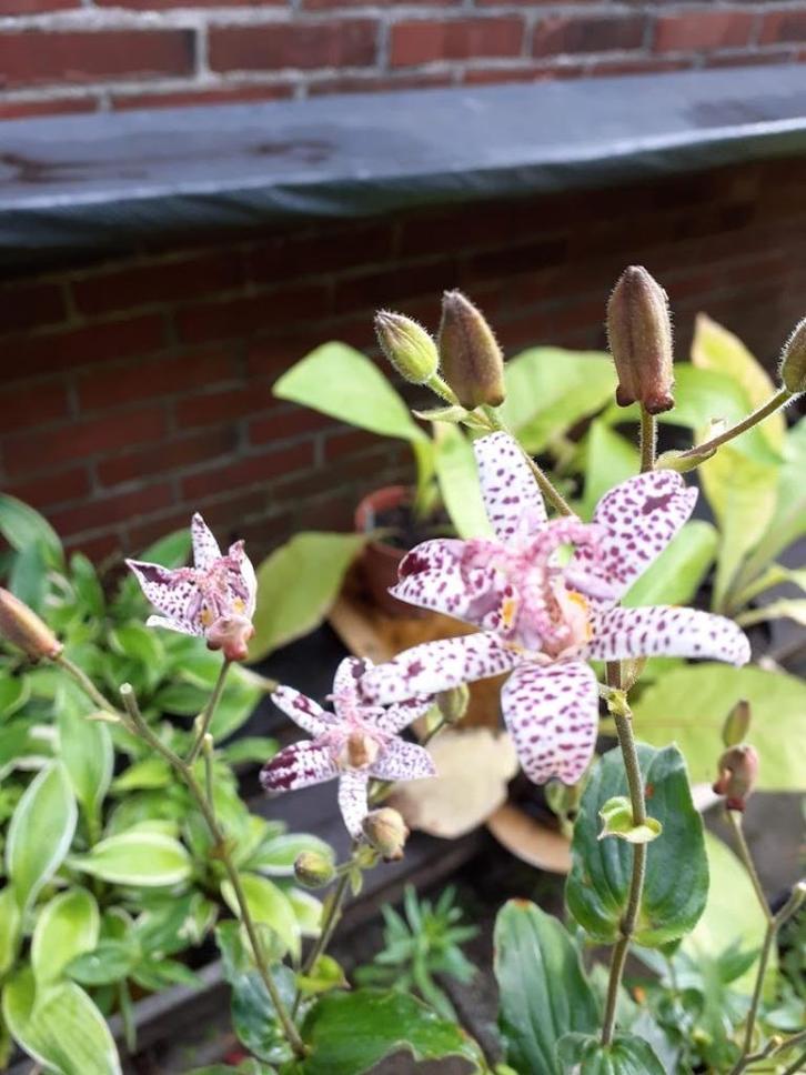 Tricytris, paddenlelie, Tuin en Terras, Planten | Tuinplanten, Vaste plant, Siergrassen, Halfschaduw, Herfst, Ophalen