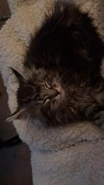 maincoon kater, Kater