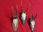 Logt geweitjes gewei reebok ree schedel landelijk, Verzamelen, Dierenverzamelingen, Ophalen of Verzenden, Gebruikt, Hert, Schedel