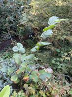 hazelaar,hulst eetbare heg voor zandgrond, struik, tuinplant, Ophalen, Overige soorten, Struik, Minder dan 100 cm