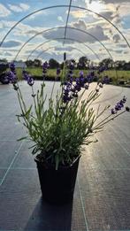 Lavendel (Lavendula angustifolia 'Hidcote', Ophalen, Zomer, Overige soorten, Volle zon