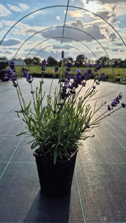 Lavendel (Lavendula angustifolia 'Hidcote', Tuin en Terras, Planten | Tuinplanten, Overige soorten, Volle zon, Zomer, Ophalen