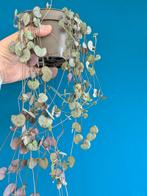 Ceropegia Woodii (variegata)/ Lantaarnplantje, Huis en Inrichting, Kamerplanten, Ophalen of Verzenden, Halfschaduw, Minder dan 100 cm