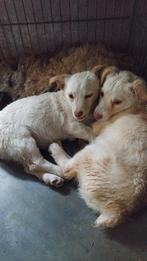 Ter adoptie..nog 2 schattige kleine hondjes!, Dieren en Toebehoren, Honden | Niet-rashonden, Meerdere, Klein, Meerdere dieren