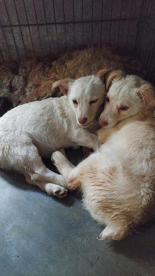 Ter adoptie..nog 2 schattige kleine hondjes!, Dieren en Toebehoren, Honden | Niet-rashonden, Klein, Meerdere dieren, Handelaar