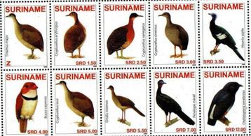 SURINAME 69 - Dieren: vogels beschikbaar voor biedingen