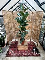 Ficus Robusta 160 cm, Huis en Inrichting, Kamerplanten, Ophalen of Verzenden
