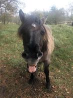 Paard/pony gezocht om ervaring in coaching op te doen, Dieren en Toebehoren, Ophalen, Nieuw