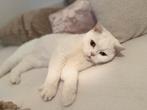 Britse korthaar poes wit ODD EYE, Dieren en Toebehoren, Katten en Kittens | Raskatten | Korthaar, Poes