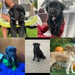 LabradorxGolden Retriever puppy’s 3 reutjes beschikbaar! 🐶, Dieren en Toebehoren, Honden | Retrievers, Spaniëls en Waterhonden