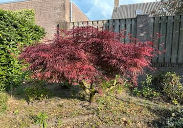 Prachtige Japanse Esdoorn – 150 cm – Volwassen en gezond beschikbaar voor biedingen