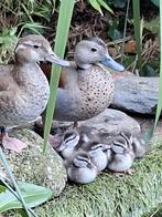 Roodschoudertaling koppel met 1 jong, Dieren en Toebehoren, Pluimvee, Meerdere dieren