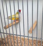 Koppel Gouldamandines, Meerdere dieren