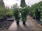 Haaglaurier, Prunus Rotundifolia 180-200 cm hoog!!!!, Ophalen, Laurier, Haag, 100 tot 250 cm