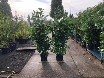 Haaglaurier, Prunus Rotundifolia 180-200 cm hoog!!!! beschikbaar voor biedingen