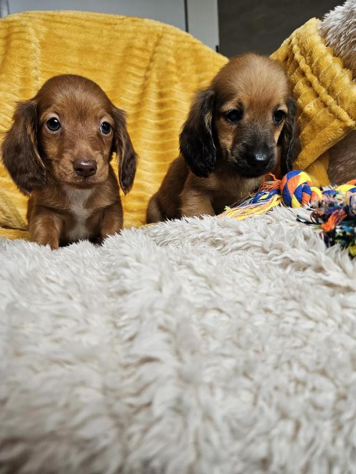 Langharige dwerg teckel kaninchen langhaar dwergteckel pups, Dieren en Toebehoren, Honden | Teckels en Dashonden, Fokker | Hobbymatig
