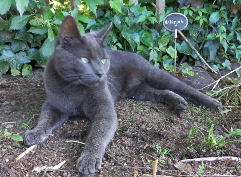VERMIST Grijze kater Muis (Laag Zuthem, bij Zwolle), Dieren en Toebehoren, Vermiste en Gevonden Dieren, Kat