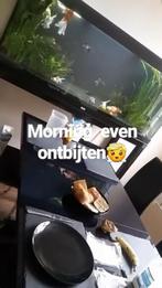 Aquarium kast, aquarium frame, Dieren en Toebehoren, Vissen | Aquaria en Toebehoren, Ophalen, Zo goed als nieuw, Plant(en), Steen of Hout