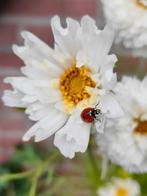 Cosmea fizzy white bloemzaden, Verzenden, Voorjaar, Volle zon, Zaad