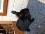 Konijnen, Dieren en Toebehoren, Konijnen, Meerdere dieren, Klein, 0 tot 2 jaar