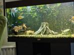 Gratis af te halen alleen zondag 19 juli wie het eerste kont, Dieren en Toebehoren, Ophalen, Zo goed als nieuw, Gevuld zoetwateraquarium