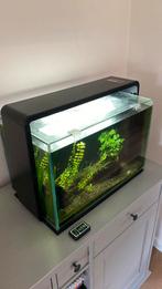 Volledig 60L aquarium met inhoud, Ophalen, Gebruikt, Gevuld zoetwateraquarium