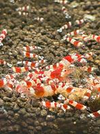 Mooie crystal red caridina garnalen, Kreeft, Krab of Garnaal