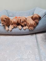 Cavapoo pups abricot particulier nestje, Parvo, Overige rassen, 8 tot 15 weken, Meerdere