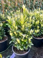 Euonymus Paloma Blanca, 3 maanden witte topjes, Ophalen, Overige soorten, Minder dan 100 cm