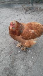 Brahma legkippen, Vrouwelijk, Kip