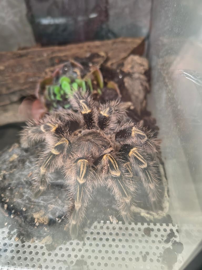 Tarantula lot + terrariums + dubia kweek + extra toebehoren, Spin of Schorpioen