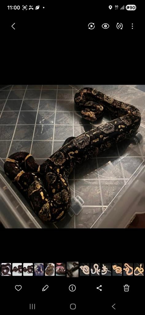Boa constrictor imperator paradox het albino Boa Constrictor - unknown for sale from Leroy Regt, De
