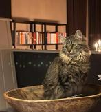 Prachtige Ragdoll poes, Dieren en Toebehoren, Poes, Langharig, 0 tot 2 jaar