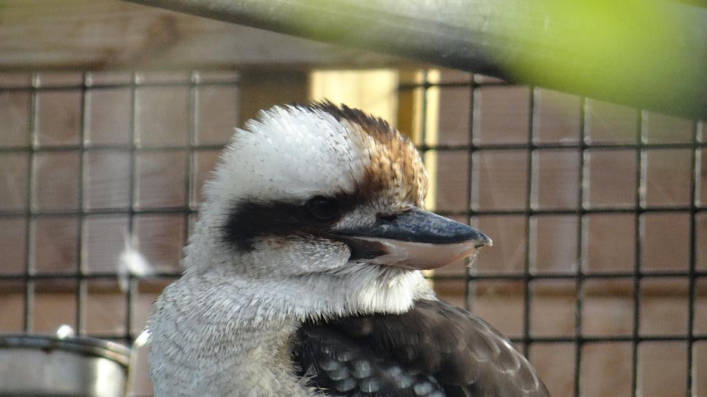 Kookaburra | Deskundig advies I Australische ijsvogel, Dieren en Toebehoren, Meerdere dieren, Overige soorten
