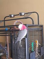 Rose kakatoe, Dieren en Toebehoren, Vogels | Parkieten en Papegaaien, Geslacht onbekend, Papegaai, Tam