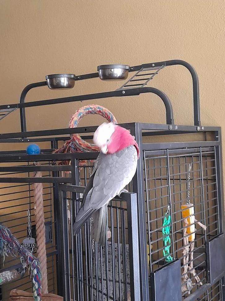 Rose kakatoe, Dieren en Toebehoren, Vogels | Parkieten en Papegaaien, Papegaai, Geslacht onbekend, Tam