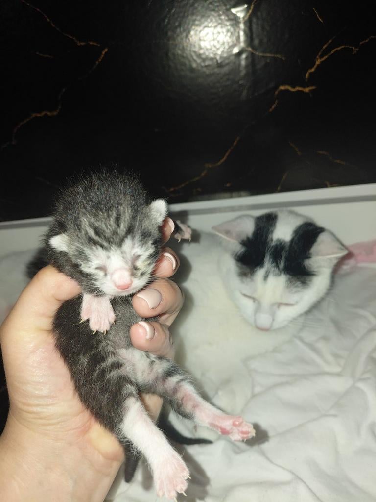 Reservering van Leidse kittens. Graag biedingen vanaf €200.